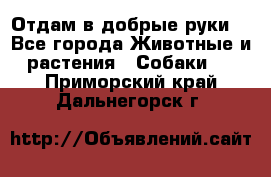 Отдам в добрые руки  - Все города Животные и растения » Собаки   . Приморский край,Дальнегорск г.